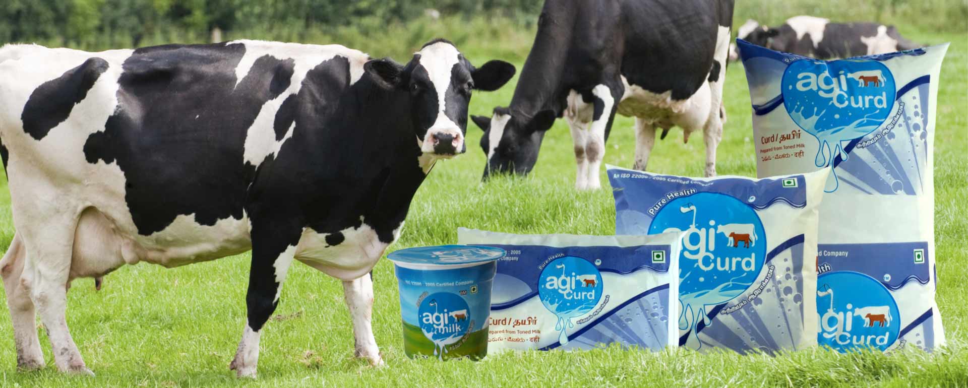 AGI Cup Curd